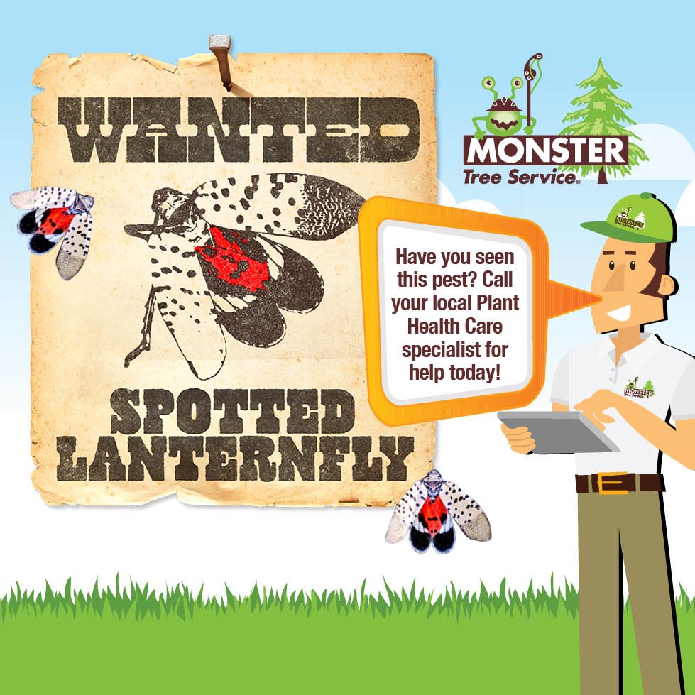 Monster_Careers's tweet image. #Monstertreeservice #SpottedLanternfly
