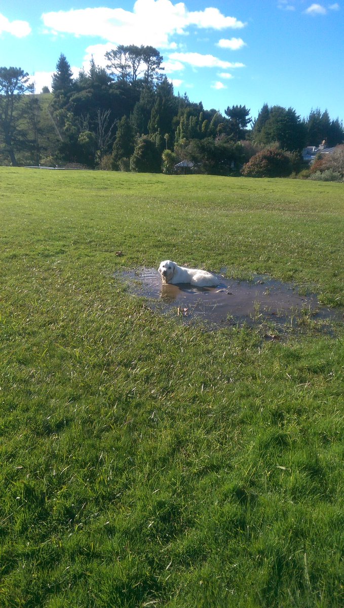 Tui dog tweet media