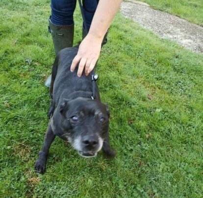 FOSTERFIRST1's tweet photo. Urgent. I wonder if there is someone in Surrey who could take this 14yo girl, owner was found dead. Authorities are involved to find her a home. She is a peaceful soul &amp; just wants a secure home to live out her life. Message me if u can help not to far from Surrey. #Teamzay https://t.co/zJhUt2iw6t