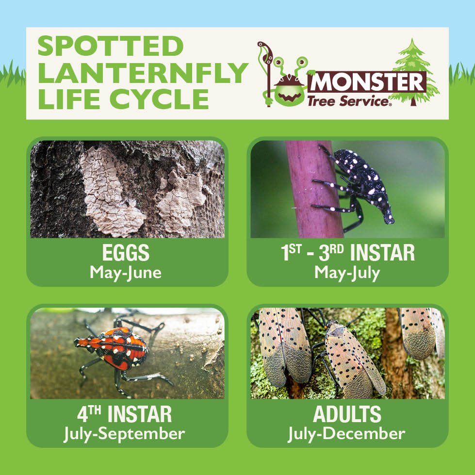 Monster_Careers's tweet image. #Monstertreeservice #SpottedLanternfly #LifeCycle