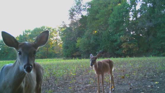 Purdue Forestry & Natural Resources tweet media