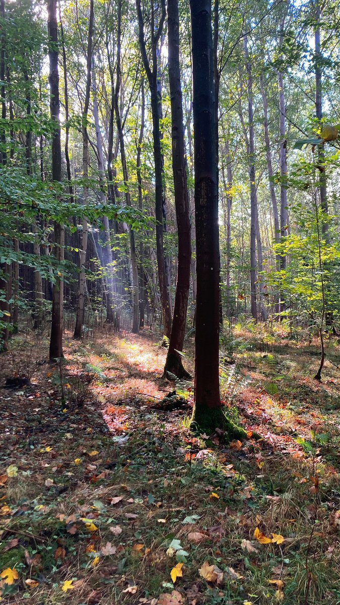 Line_VH's tweet image. Learning about tree species effects on soil biogeochemistry in Tågerød experimental forest site by Lars Vesterdal and exploring on our own. Great day at #PlaMiSoil21 #phdcourse @science_ku #itsallconnected🌳🌲🍄🍂🪱🪲 @SoilandGas @clasen_lina @jkbppk