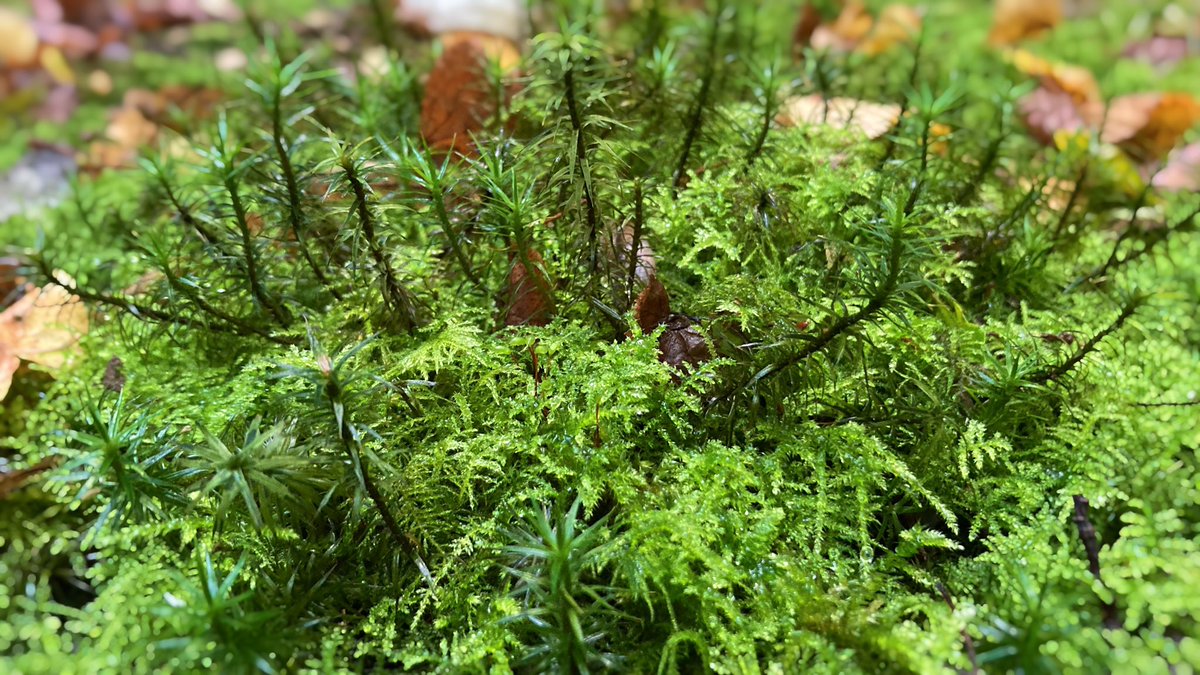 Line_VH's tweet image. Learning about tree species effects on soil biogeochemistry in Tågerød experimental forest site by Lars Vesterdal and exploring on our own. Great day at #PlaMiSoil21 #phdcourse @science_ku #itsallconnected🌳🌲🍄🍂🪱🪲 @SoilandGas @clasen_lina @jkbppk