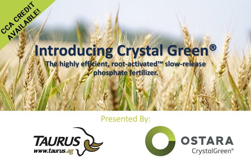 TaurusAgTeam's tweet photo. 👀Watch our pre-recorded webinar on Crystal Green-the agronomy behind it and real world grower experiences. Earn CCA credit while you're at it!  🎓

Details: https://t.co/LoLwRVGQBt

 @CG_EfficientP #cdnag #phosphate #soilhealth #sustainability #TaurusAg https://t.co/9tk9SACA4N