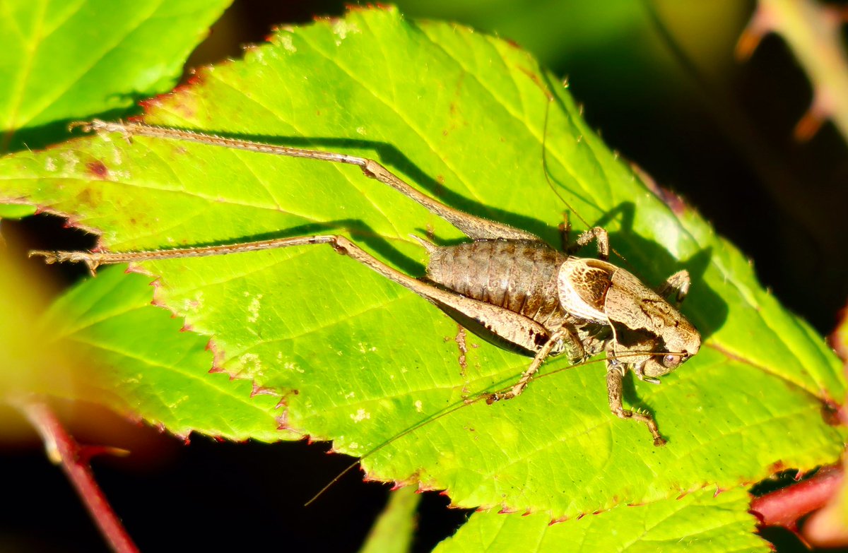 Tried to get closer but  with one jump this  lighter coloured Dark Bush Cricket was gone ....into a bush!