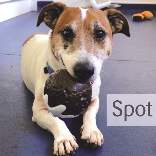 URGENT please retweet to help Bella and Spot find a home together #CHELTENHAM #ENGLAND 

Aged 12 and 13 their owner has passed away. They are 'super affectionate' and would like to be the only pets in an adult home, big personalities 😍🍀
gawa.org.uk/pet/spot-and-b…
#dogs #UK #pets