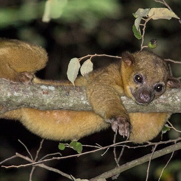 OffGridDestin's tweet photo. Creature Feature #3 The Kinkajou!

Is it a monkey or is it a sloth??? Nope, it's our friendly neighborhood Kinkajou! We have had a family of these guys live with us ever since we moved in (MJ will tell you all about them 🤣)....full blog found in bio … https://t.co/cyrBGYhyPC https://t.co/lMlZBsDzfB