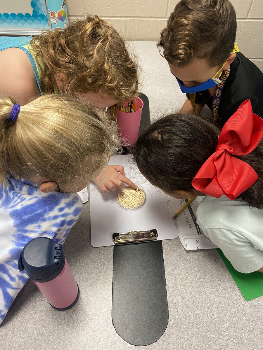 MrsSharpGr3's tweet photo. Today we studied the life cycle of an animal. Mealworms! Can’t wait to watch them transform through the stages. https://t.co/QS4pQnKbGa
