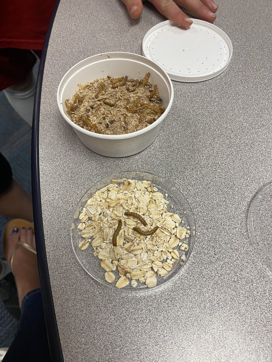 MrsSharpGr3's tweet photo. Today we studied the life cycle of an animal. Mealworms! Can’t wait to watch them transform through the stages. https://t.co/QS4pQnKbGa
