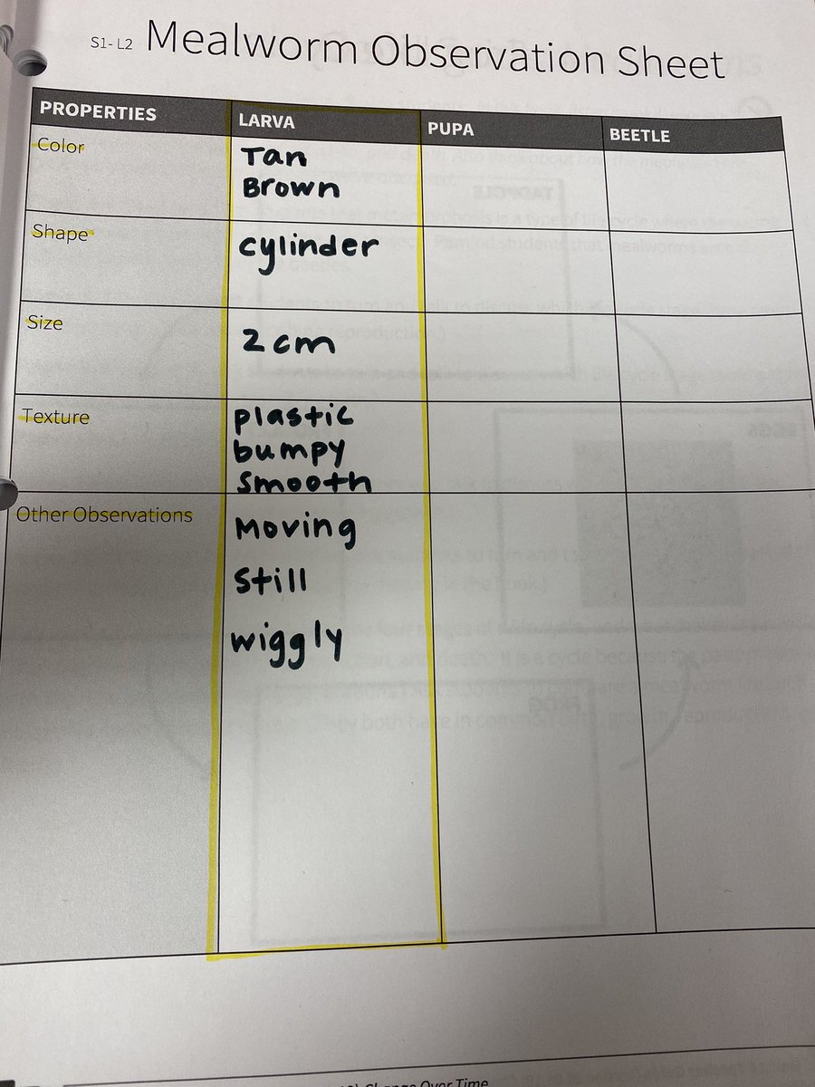 MrsSharpGr3's tweet photo. Today we studied the life cycle of an animal. Mealworms! Can’t wait to watch them transform through the stages. https://t.co/QS4pQnKbGa