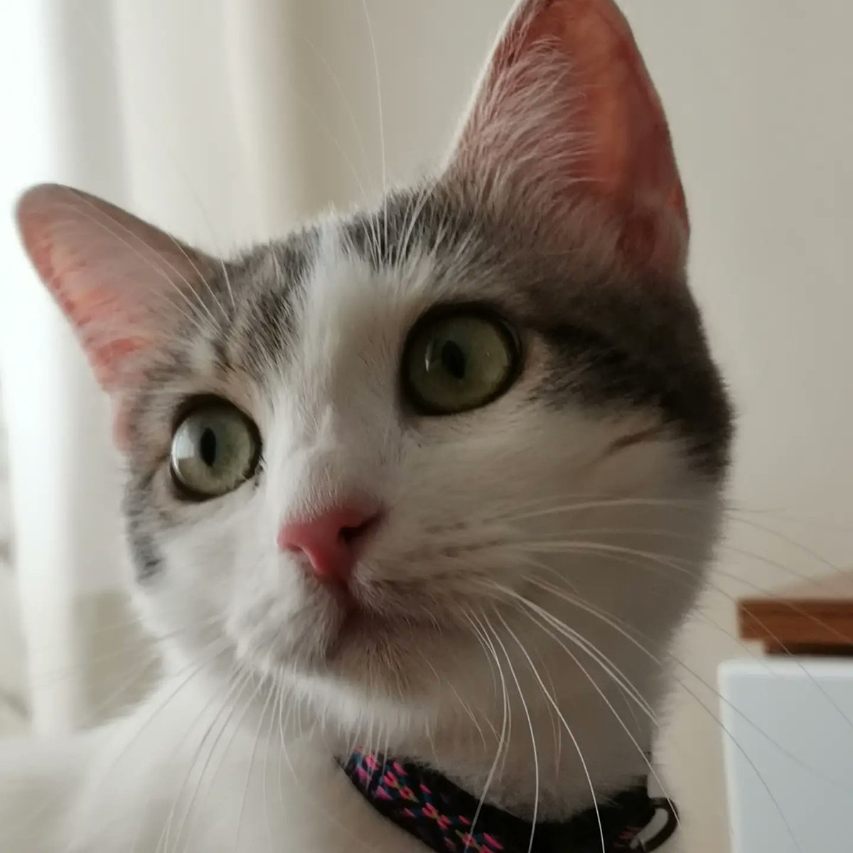 pamuknaz2020's tweet photo. MÜJDELİ BİR HABERİM VAR. PAMUK FİP'İ YENDİ!
🐾 TEDAVİYE VE YAŞAMA DEVAM EDEBİLMESİ İÇİN PAMUK'A DESTEK OLAN TÜM MELEKLERİNE TEŞEKKÜRLER. BİRLİKTE BAŞARDIK 💪❤
🐾 Pamuk'un son ilaçlarının borcunu hâlâ ödeyemedik. 1,980₺Lik bir borcumuz kaldı. Son kez Pamuk'a yardım eder misiniz https://t.co/VV3CaO40j3