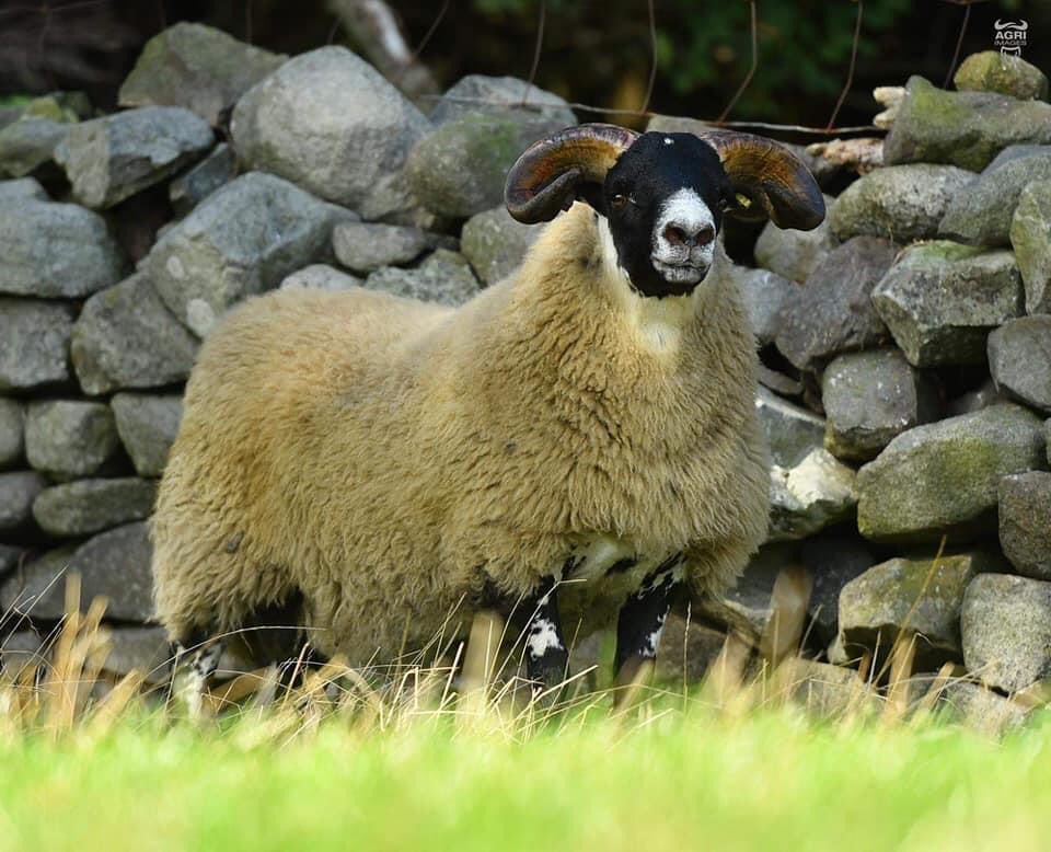 Delighted to bring some of this fellas breeding to the Lanark side of Lehinch… From Craigdoo Livestock bred by 11k Crossflatt (out of 150k Auldhouseburn) and 16k Easter Happrew mother. Purchased a leg in him along with the boys at Maskview flock..