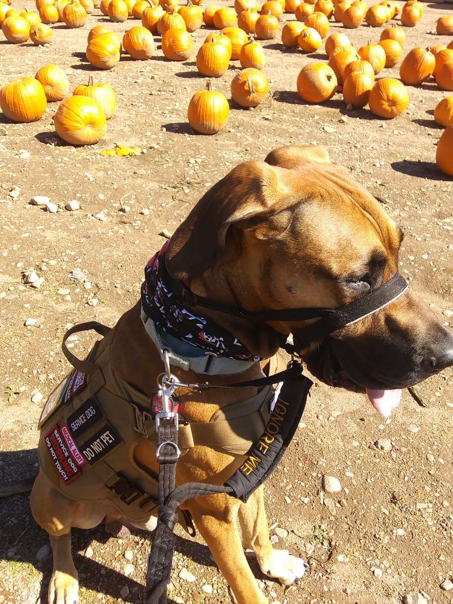 EverythingSven's tweet photo. We had a huge #octoberfest 🍁 #funday today. Went to the #witchmemorial got some Orbs 👻on film! #connersfarm for 🎃🍎🌽 met a few kids. We drove past the #topsfieldfair on way to #essexcoop store for my treats, thankfully traffic was light, then we went for a🥨#everythingsven 🐾 https://t.co/PTQfuDN02s
