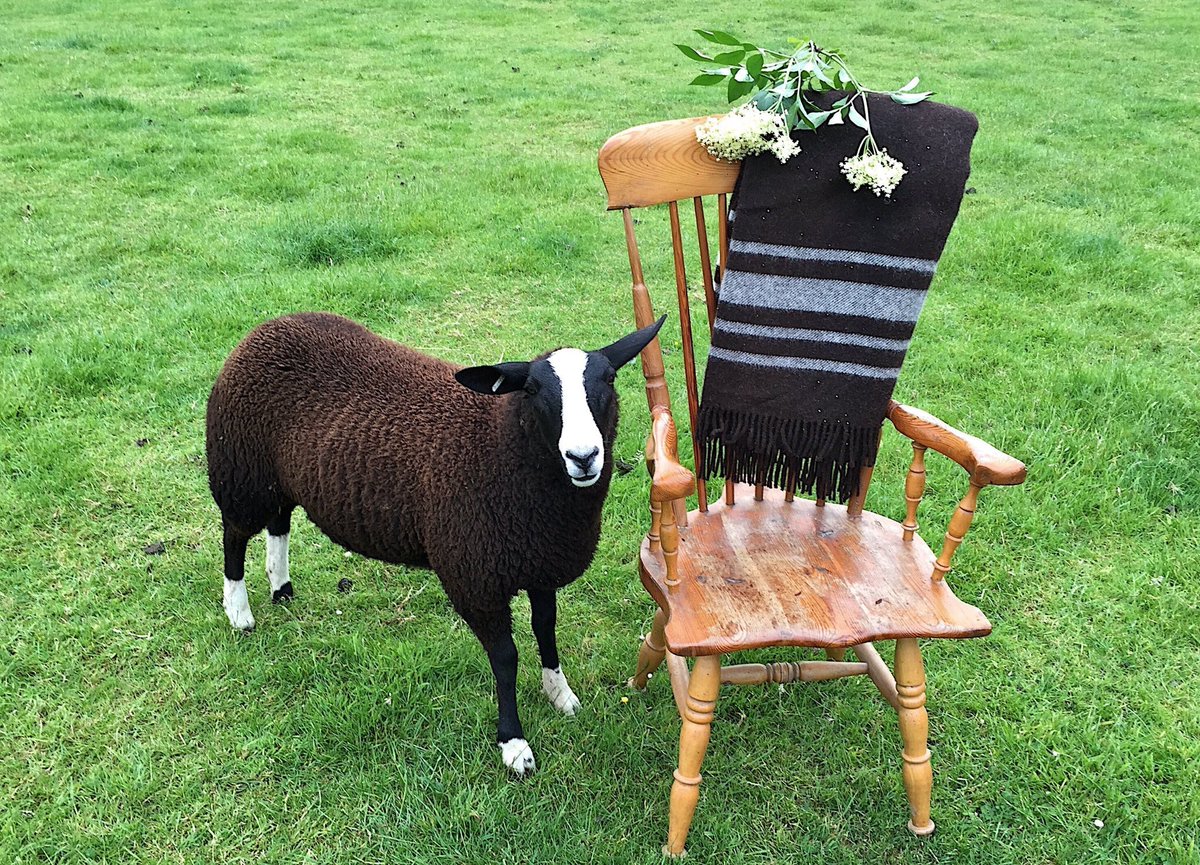 I bring our raw wool to local woollen mill where it’s spun into yarn which we sell.They also weave our blankets,which I designed to represent Zwartbles sheep with 4 white stripes.
2 for white bobby socks
1 broad white stripe for blaze
1 single for white tipped tail
#WoolWeek