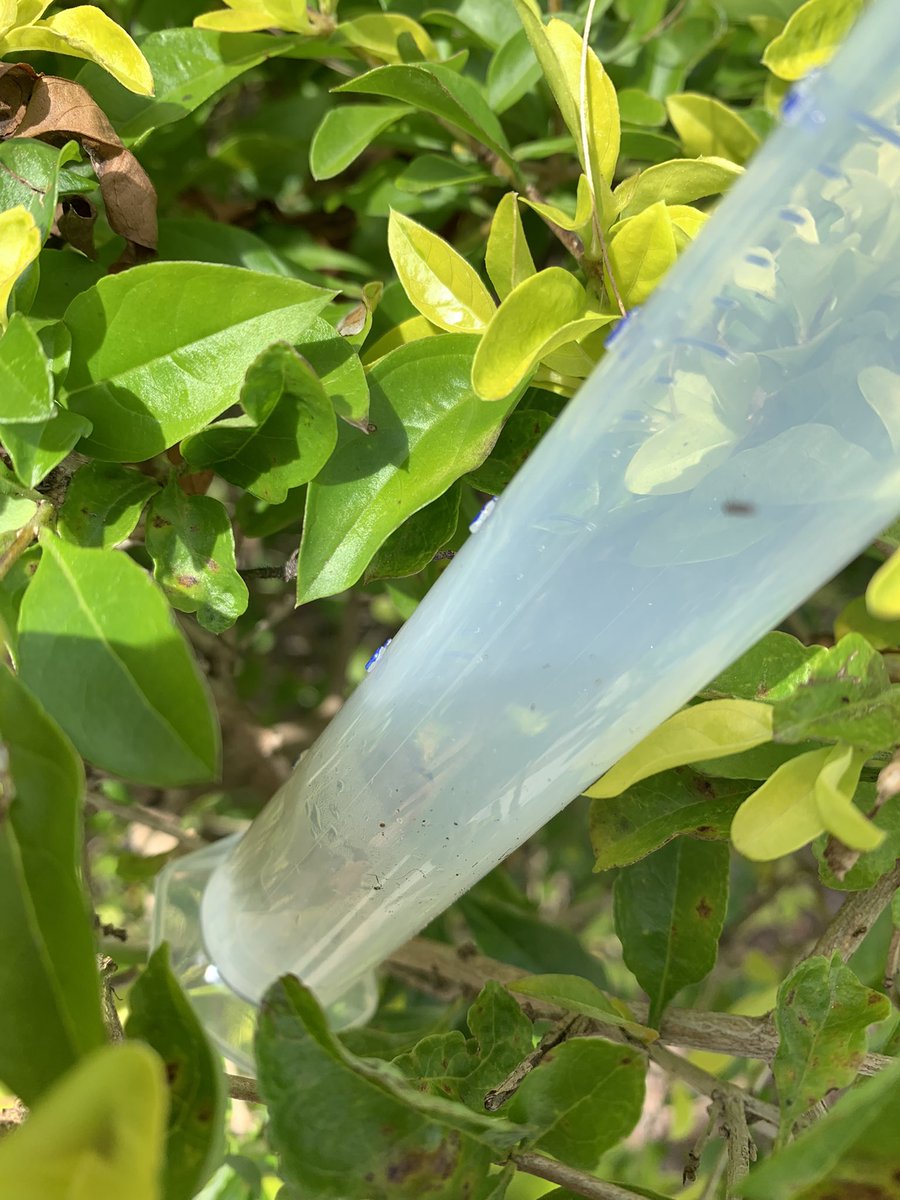 <a href="/KerrieARose/">Kerrie Rose</a> 2nd grade class went to check on their LTI and had a little friend in their rain gage that must have enjoyed a refreshing dip! <a href="/WeAreHAEST/">HAEST</a> <a href="/HCPSElemScience/">HCPSElemScience</a> <a href="/TampaBaySTEM/">TampaBaySTEM</a> #nature