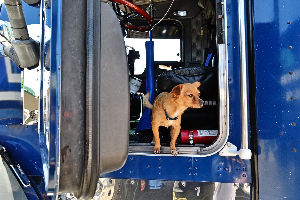 hammerlaneusa's tweet photo. Do you have a #pet that keeps you company while you're cruising down the #HammerLane? 🐾 https://t.co/qyqJlRVbKA