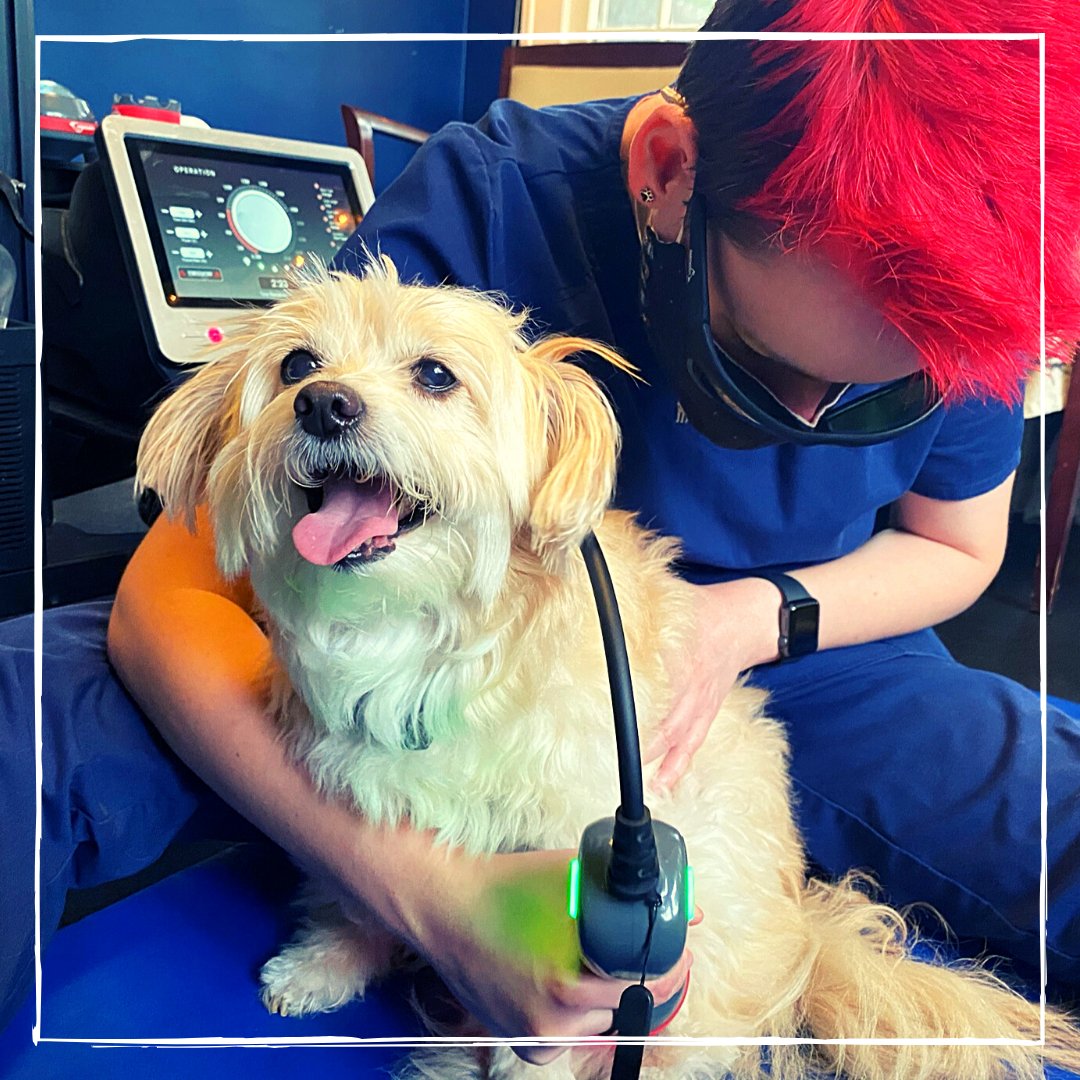 FlVetRehab's tweet photo. It's Laser time! Scooby is smiling with our awesome certified rehab assistant Jess as she provides a Class IV laser treatment to his L Stifle. 

#lasertherapyfordogs #floridaveterinaryrehabilitation #rehabvets #caninerehab #caninerehabilitation #companionanimalhealth https://t.co/86lIhK5WC2