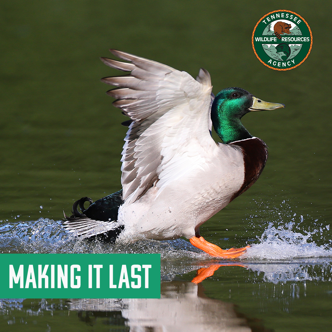 tnwildlife's tweet photo. #MakingItLast
The Mallard is the most abundant of all waterfowl. Historically, the Mallard was a rare breeding bird in Tennessee. It is thought that the current population is descended from crippled wild ducks, escaped domestic ducks, and ducks stocked by waterfowl enthusiasts. https://t.co/MLlelaSo4I