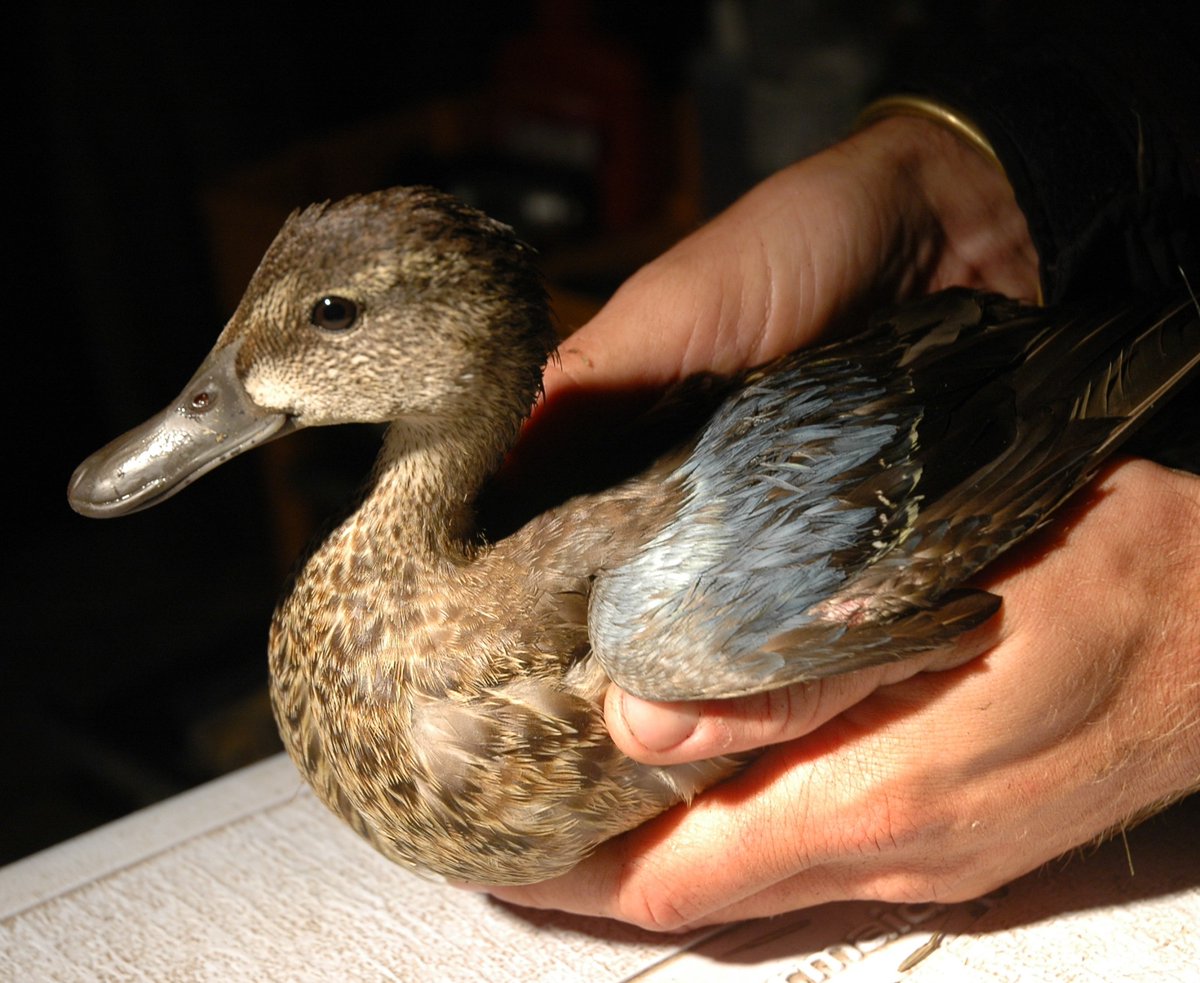 55,000 and counting… That’s how many ducks we’ve banded since 1996. Find out why and where they’ve travelled to at facebook.com/FishWildlifeON…. 

#ScienceON