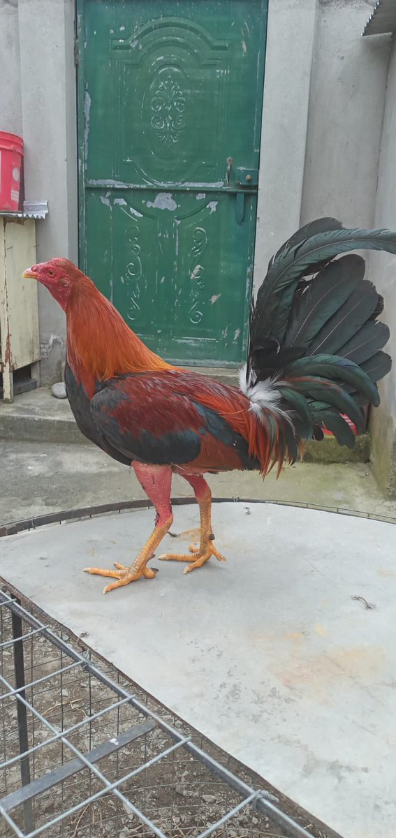 gallosfinosA's tweet photo. Para este fin de semana!!😉🐓 https://t.co/jTA2LWUDKx