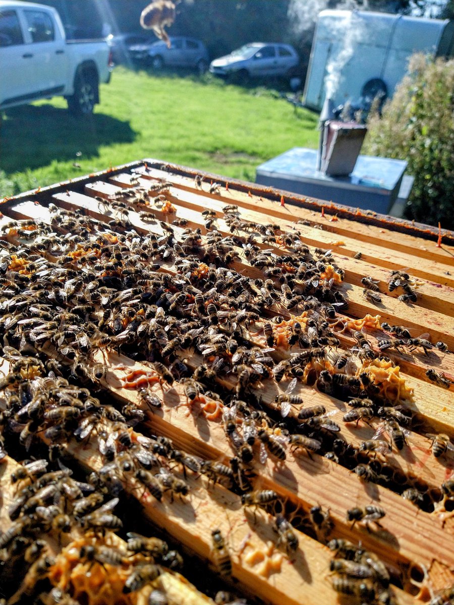 beekeepingkids's tweet image. Super sunny day at the out apiary this afternoon, final check of the year, colonies too heavy to lift and full of healthy #bees, strapped down, mouse guards on, happy days! #Autumn #WinterBees #HappyPlace #relax  #BeekeepersHour @britishbee @Scotbeekeepers @EastLancsBees