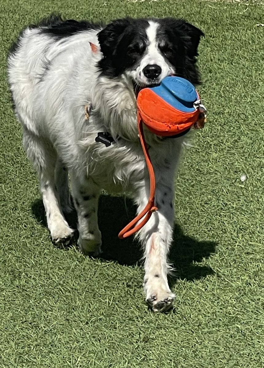 CyndeePlatko's tweet image. Did someone say it’s #HumpDay or #fetchday either way I’m in!! Tony can be adopted in #LasVegas through @AnimalNetworkLV #dogsoftwitter @chuckittoys #makefetchhappen #dogs #fetch #dog #adoptme #AdoptDontShop