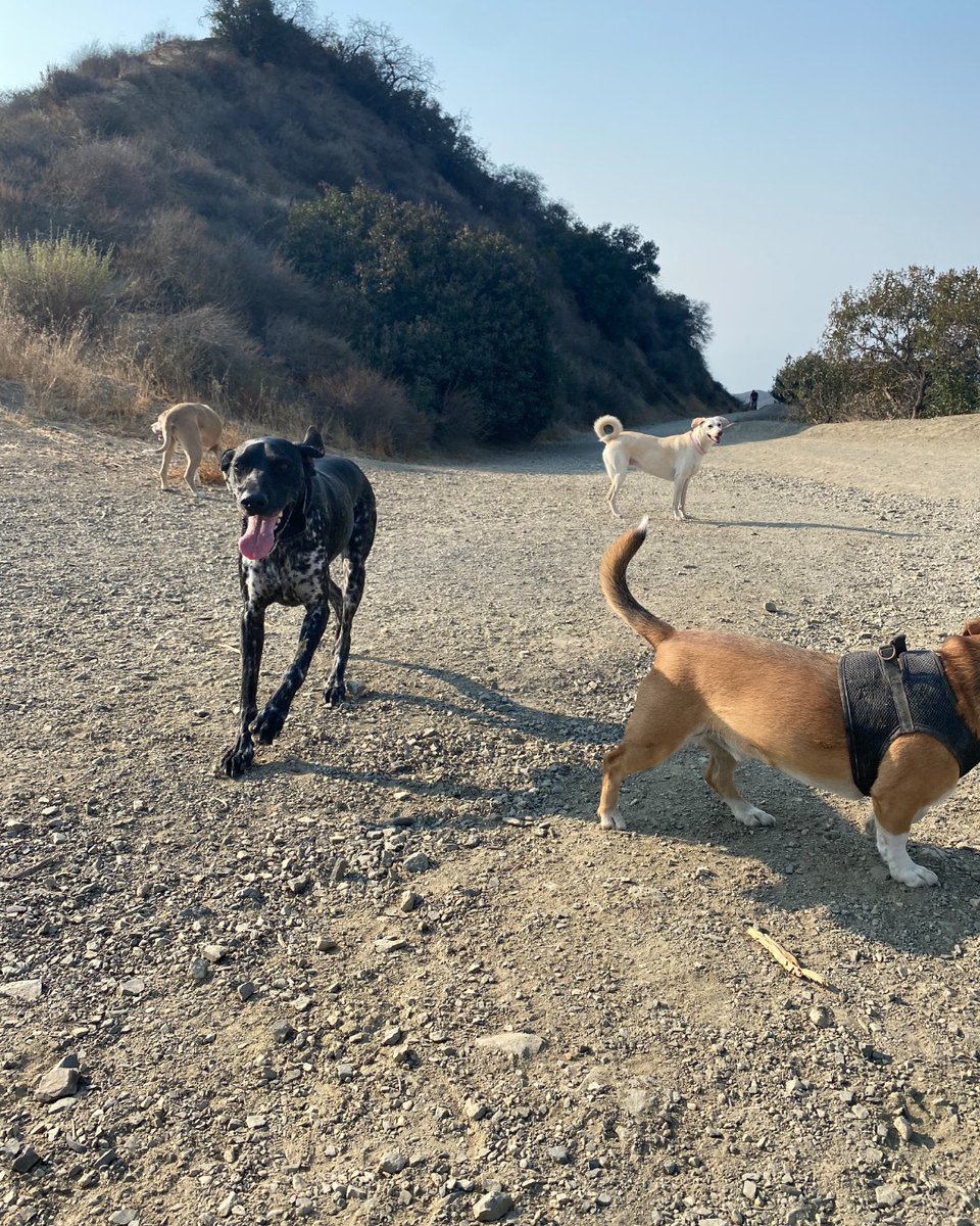 DoggieBliss's tweet photo. Everyone's excited for buddy walk Wednesday! ๐ถโ๏ธ
#losangelesdogs #losangelesdogwalkers #socaldogs #santamonicadogs #dogstagram #santamonica #culvercity #brentwood #westwood #pacificpalisades #venice #cutedogs #dogsofvenice #dogsofinstagram #lapetsitter https://t.co/6uSjIDutWg