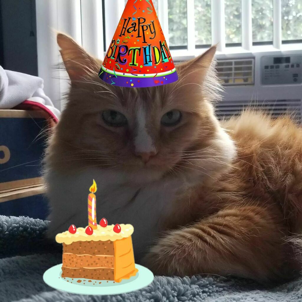 ThomasWaffles's tweet photo. Waffle is 9 years old today!

#fluffcat #wafflecat #lazycat #orangecat #catsofinstagram #birthdaycat https://t.co/A6vvRtVGlw https://t.co/wtkdyLaB8z