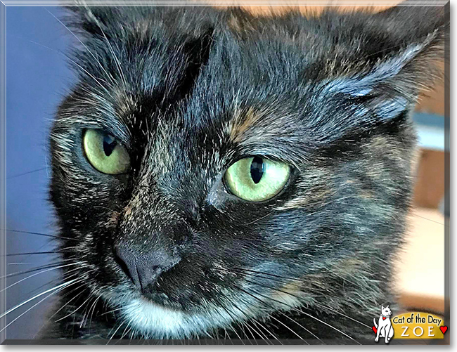 catoftheday's tweet photo. Tuesday/Wednesday's  ( #Twednesday maybe?) Cat of the Day is #gorgeous #greeneye Zoe, a #tortoiseshell #kitty #love - read her tale and see more #photos at https://t.co/Frnw5wCgKA #catoftheday  #CatsOfTwitter #catsofinstagram https://t.co/nJcmJiQ3tk
