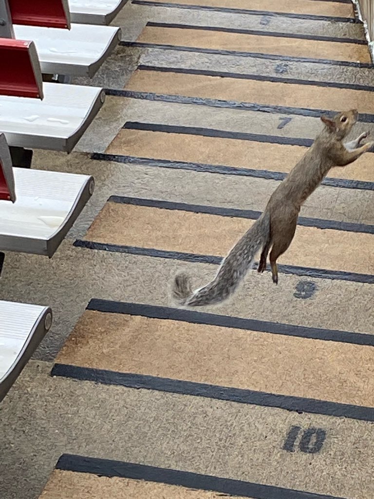 _AdamSinger's tweet image. Source: #RallySquirrel is back at Busch Stadium for yet another #RedOctober

Can I get a "Let's go @Cardinals"?