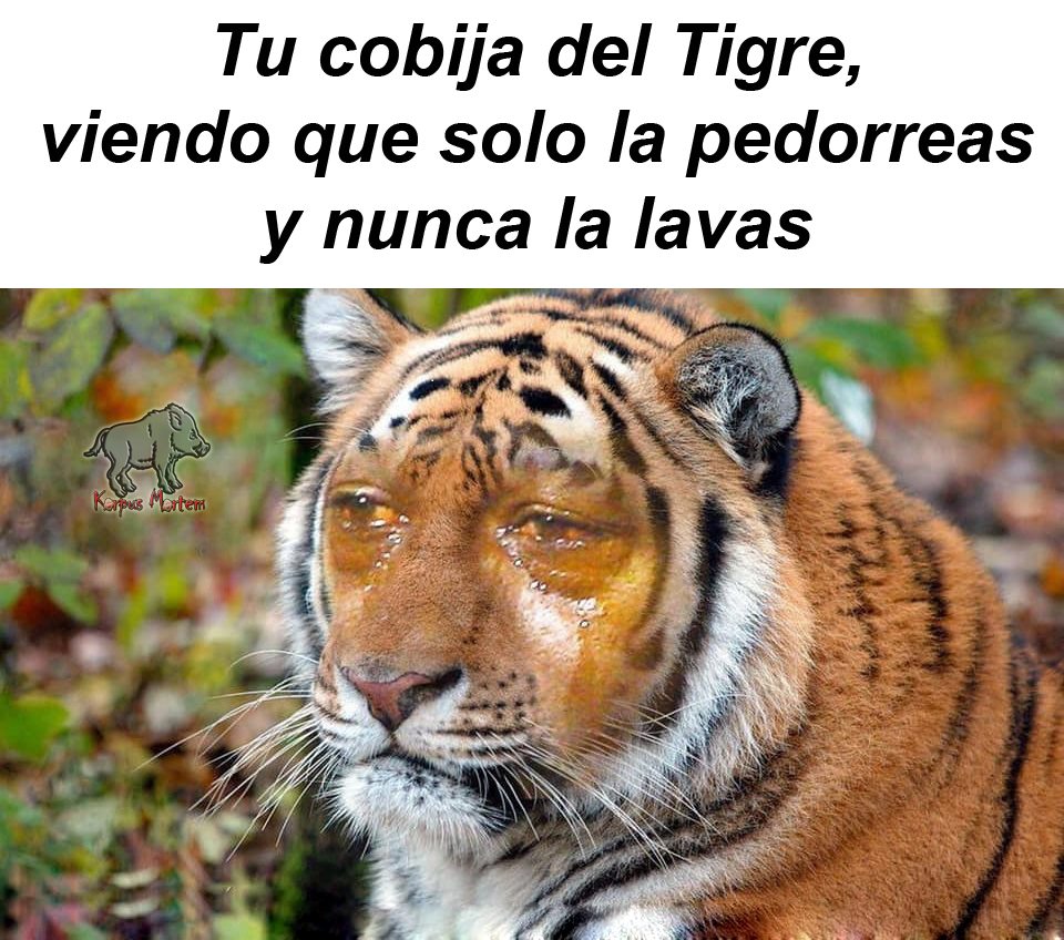 Pinshi frio, ni pedotl cobija de Tigre...
De santa Julia