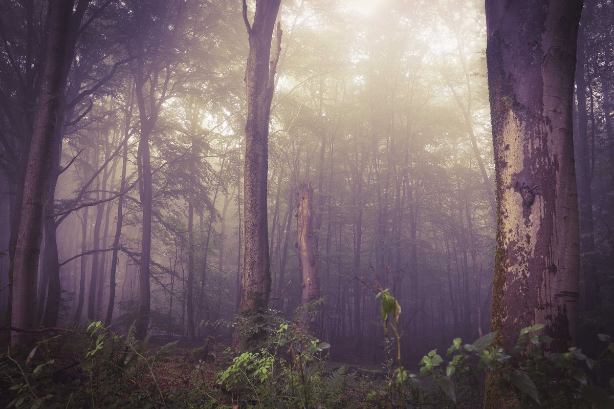 quhl5's tweet photo. Der Wald fühlt dich, sei sachte. /
The forest feels you, be gentle.
#NaturePhotography #quhl5 https://t.co/vXquPuS8aw