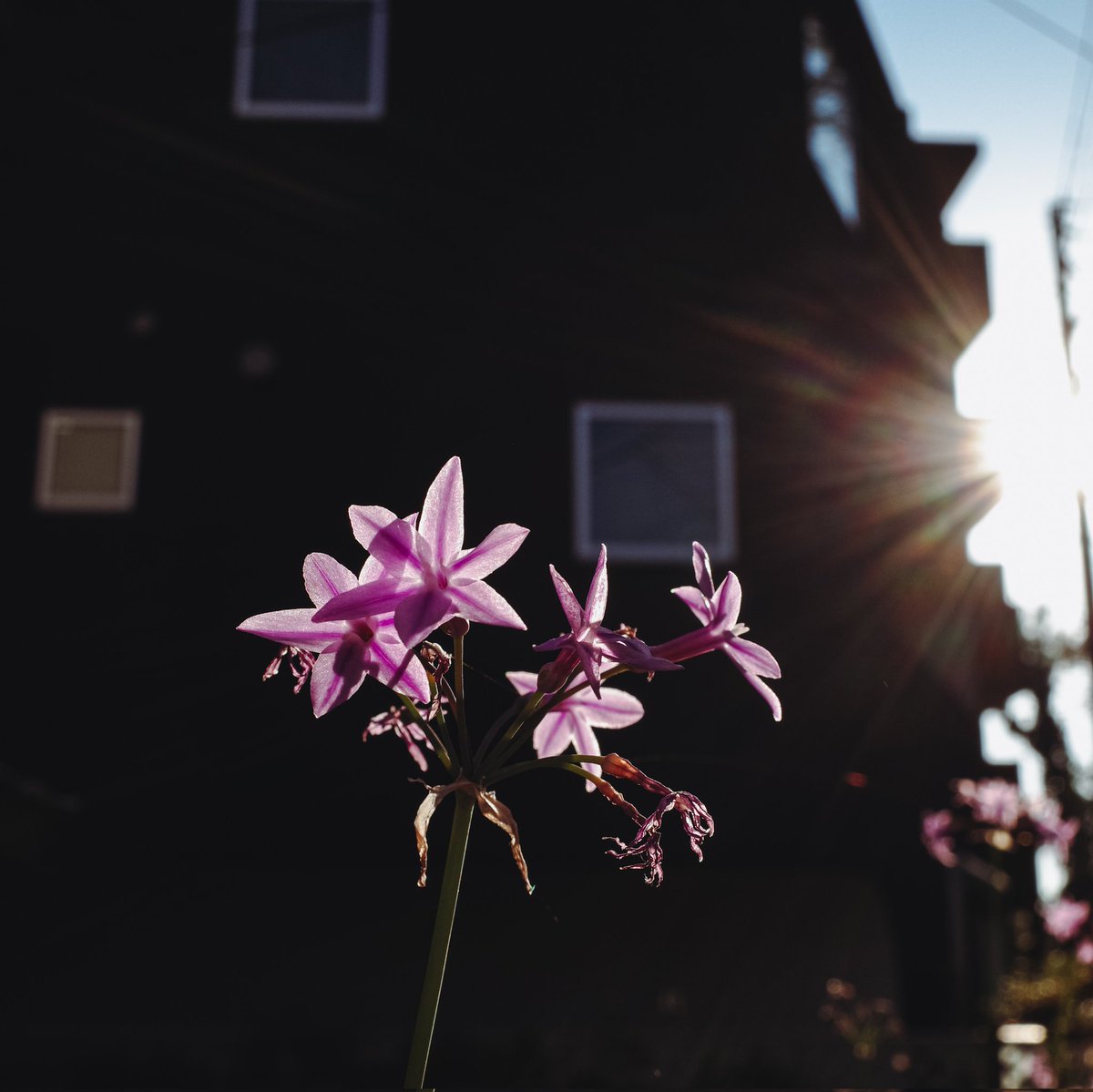 uvMK01GeS8alhLn's tweet photo. #07October2021
#GoodMorning横濱 

おはよう
#光街浪漫 
#光をあつめて 

#grsnaps
#ricohgr3 https://t.co/6BRB8V9xZZ