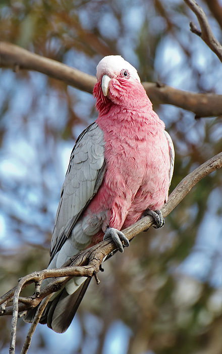 The galah has made it to the last round of <a href="/GuardianAus/">Guardian Australia</a> #birdoftheyear poll!

Vote for our mascot!

theguardian.com/environment/ng…
