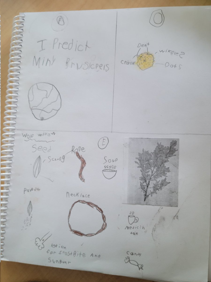 drbs_labrec's tweet photo. We participated in our first Predict Observe Explain (POE) this week! We explored Wolf Willow berries and the traditional uses of the plant. #wolfwillow #POE #landbasedlearning @glendalemacdon1 @Miss_Matich @glendale_kas https://t.co/61IXfGuAKH