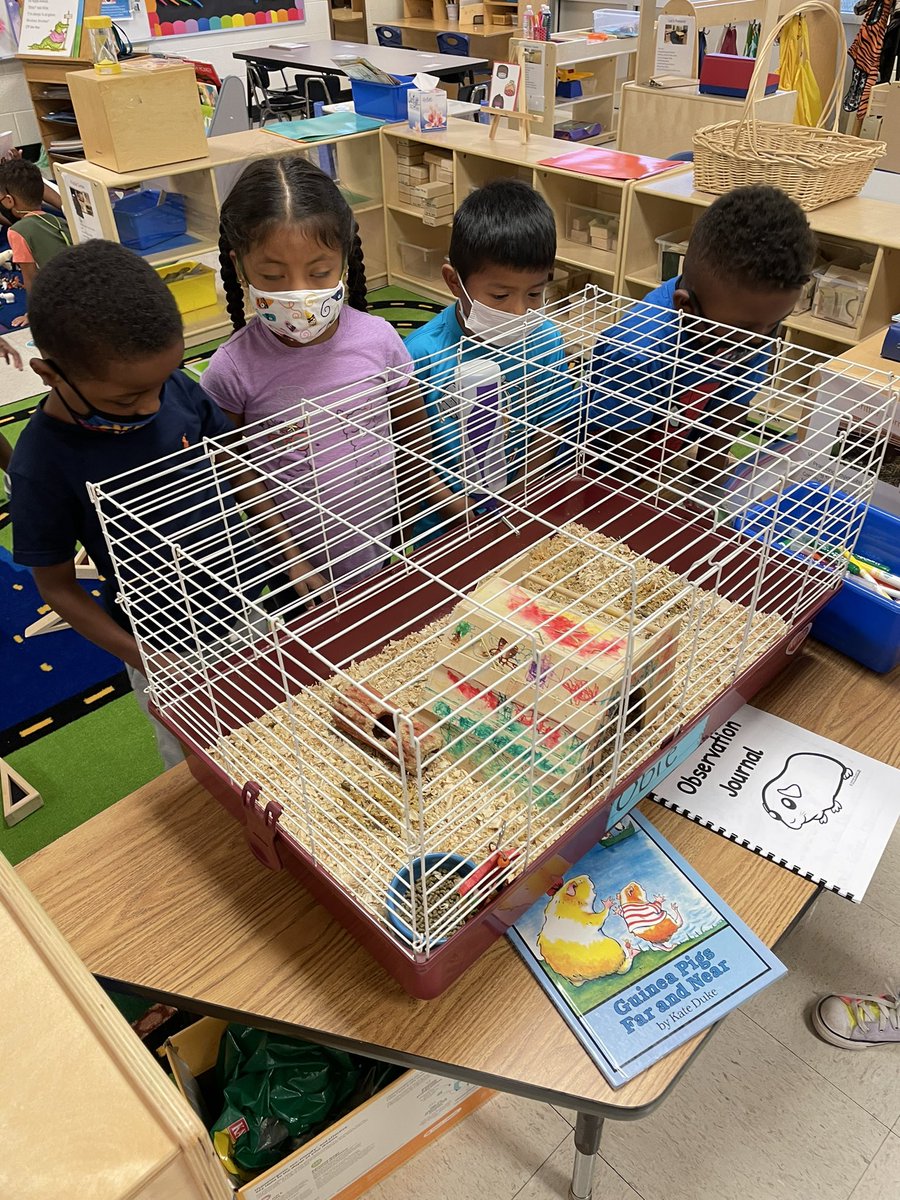 This right here is exactly why I will always have a class pet!! Thanks <a href="/PetsinClassroom/">Pets in a Classroom</a> #livingcreaturesteachchildrengentlenesa #readingtoguineapigsmakesreadingfun #earlywritinghappenswhenchildrenareinvested #welcometoroom1obie