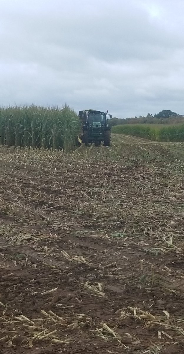 MScottMacDonald's tweet photo. Great crop of corn this year! 🌽🐄 https://t.co/vQUSHLNVOw