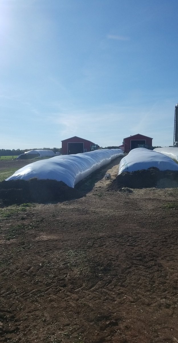 MScottMacDonald's tweet photo. Great crop of corn this year! 🌽🐄 https://t.co/vQUSHLNVOw