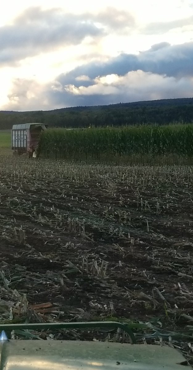 MScottMacDonald's tweet photo. Great crop of corn this year! 🌽🐄 https://t.co/vQUSHLNVOw