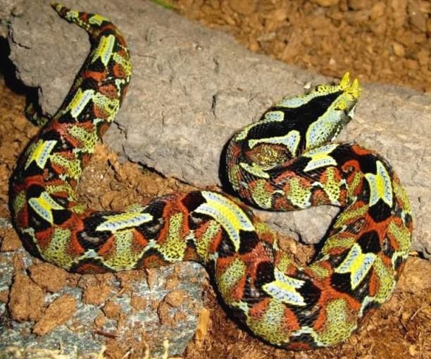 random_snakes's tweet photo. @blaqharted216 Yes, this can happen in venomous snakes too, if they're closely related enough and share a territory. A good example are gaboon vipers and rhino vipers:

1) Gaboon viper
2) Rhino viper
3) Rhino-Gaboon hybrid https://t.co/ZaKBSNkGGh