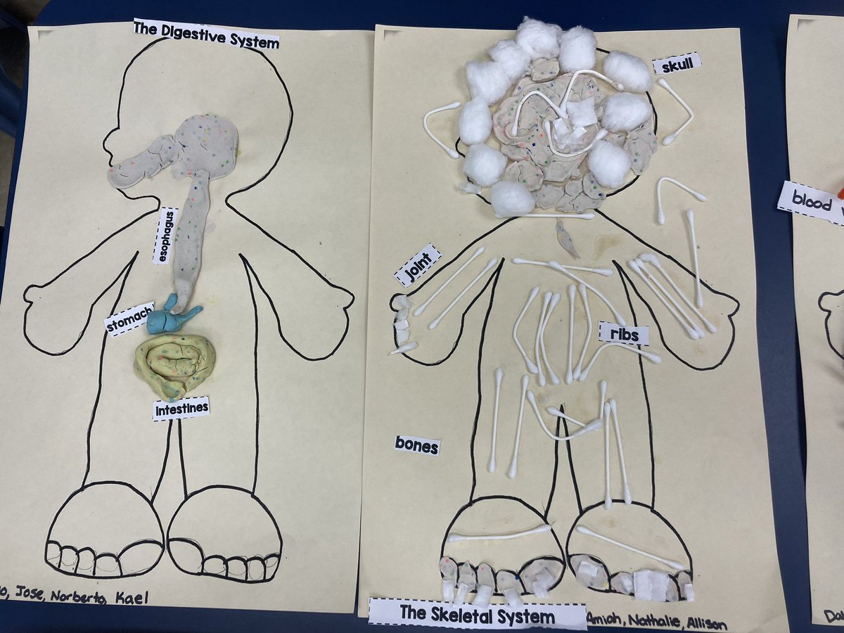 LibbysLearners's tweet photo. Last week we finished our 2nd knowledge unit on the Human Body in @Amplify CKLA. The kids loved working in groups to build and label diagrams of the body systems we learned about. @FES_Mustangs https://t.co/BwMMmalEqx