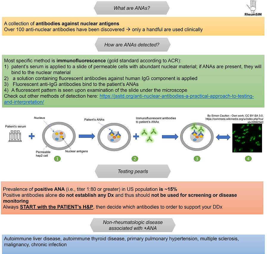 Rheum_SIM's tweet photo. #ANA is almost synonymous with #rheumatology and we have a new tutorial to explain what these antibodies are, how to use and interpret them.
Check out part 1 here: https://t.co/Jeb3kmByan
Edited by @LisaCriscione, @DavidLeverenz | #FOAMed #MedEd https://t.co/kGaZBj4kDL