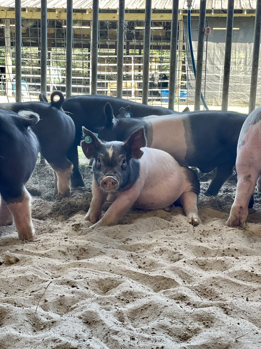 NimitzFFA's tweet photo. The wait is over‼️Our pigs are finally in the barn and Nimitz FFA took some great ones home. Time for a great year raising pigs to begin #NimitzFFA #IgniteFFA @NimitzHS_AISD @Nimitz9_AISD @AldineISD @AldineCTE @AISDNimitzBand @CougarNimitz @Nimitz_Angels @NimGirlsoccer https://t.co/KtVWK2GMks