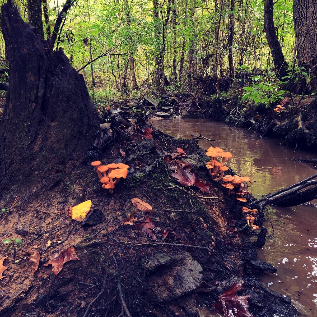 SEaquatics's tweet photo. Conducting a #stream crossing survey protocol training in #Alabama this week! Let’s find some projects to restore aquatic #connectivity! @USFWSFisheries #conservation #habitat #nature @USFWSSoutheast #aquatichabitat https://t.co/wWndhS1QcQ