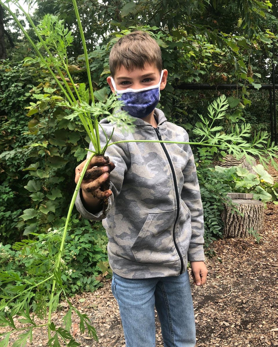 unitycharter's tweet photo. Today was carrot harvesting day! 🥕Our 2/3 class unearthed this delicious nourishment. The carrots will be used in the kitchen for our lunches! It's so fantastic that our students get to eat their hard work! #unitywolves https://t.co/RE3XQ1WUgj