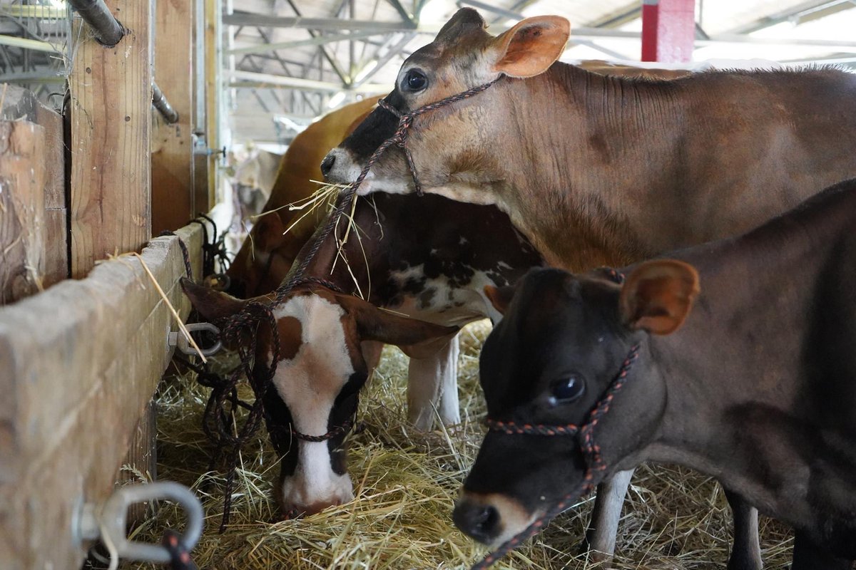 Tomorrow's (Thursday, October 7th) Livestock Judging Schedule:

Noon - All sheep breeds (open &amp; jr)
2pm - Wool Sheep Breeds
2pm - Angus
6pm - Other Beef Breeds