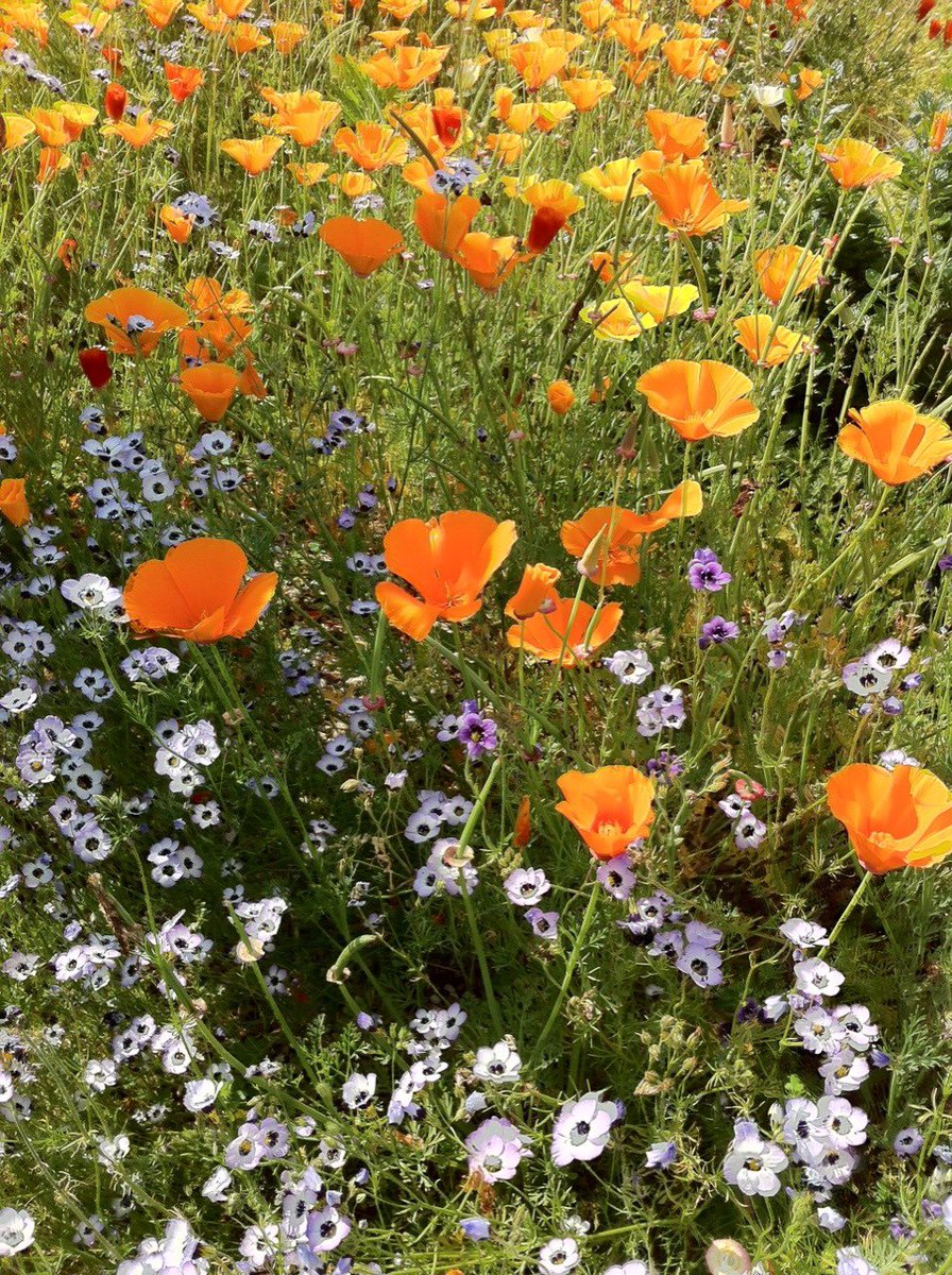 daisgua's tweet photo. ⠀⠀
⠀⠀⠀⠀⠀⠀⠀⠀⠀⠀🌼 ━━ 📝
⠀
⠀⠀⠀⠀⠀ ⠀ ⠀⠀⠀❛ dear daichi ❜
⠀⠀⠀⠀⠀⠀⠀⠀ a diary log by https://t.co/OJj37zxjNu
 ⠀⠀ ⠀⠀ for words needed to be said.
⠀⠀ https://t.co/1mPj0puf2d
