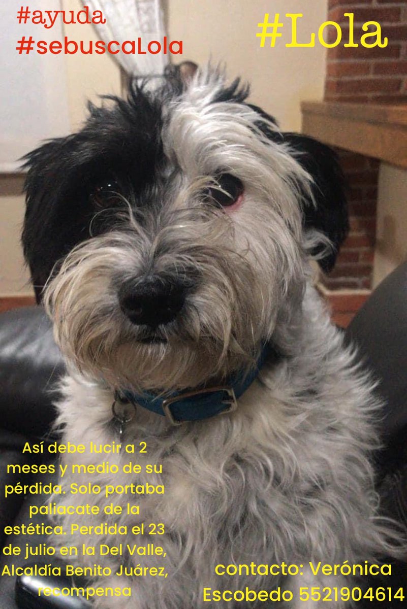 <a href="/LauraSanchezLey/">Laura Sánchez Ley</a> Esta historia y muchas otras nos apretujan el corazón a quienes amamos a nuestrxs peludxs. Sigamos compartiendo hasta que llegue a las manos y ojos indicados. Yo hice este letrerito hace poco, es fácil de publicar. No perdamos la esperanza.