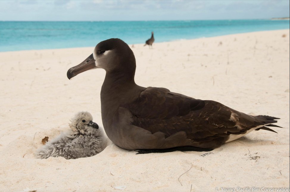 KristiKimura's tweet photo. The #ClimateCrisis not only threatens humans but also plant and animal biodiversity. @PacificRimCon works to translocate endangered seabirds to new locations to protect them from sea-level rise and create new populations. #NREMseminar To learn more:  https://t.co/E6HLqTvzGC https://t.co/04j9a6Uljb