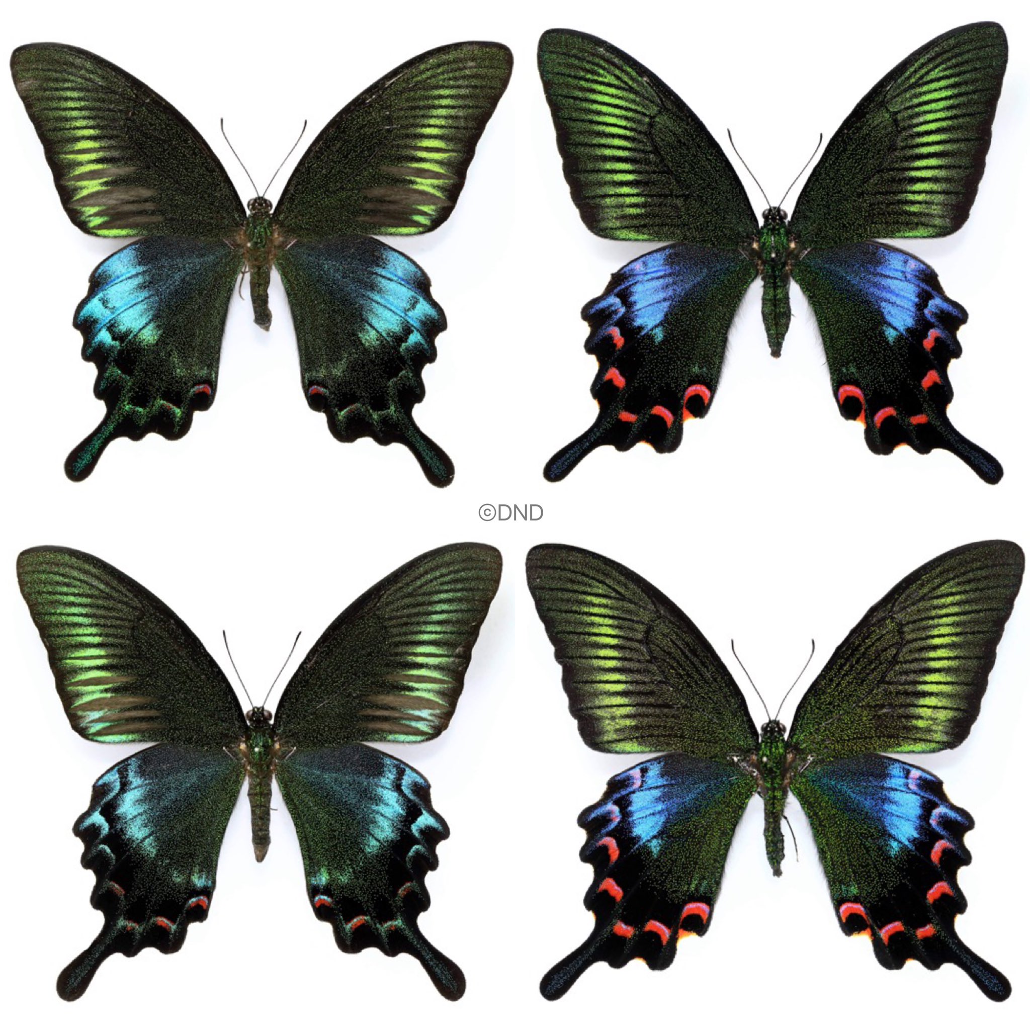 【'60s】『台湾産蝴蝶☆TAIWAN BUTTERFLY』① 台湾特産実物蝶標本100種（TAIWAN BUTTERFLY 100SPE）無刊記